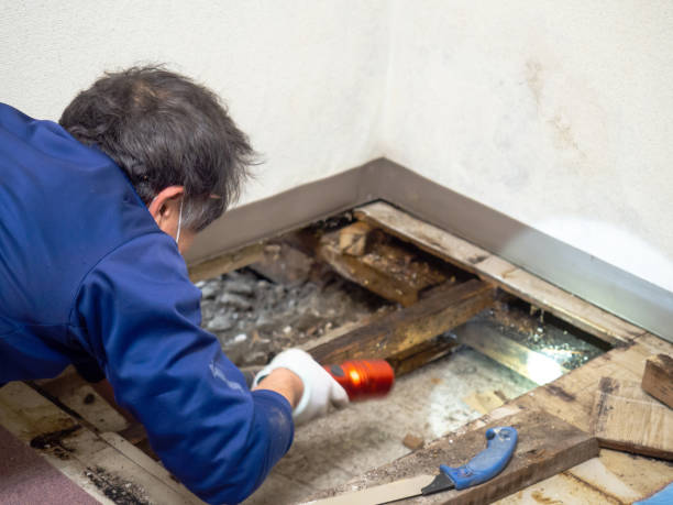 Best Kitchen Mold Remediation in Baldwin, FL