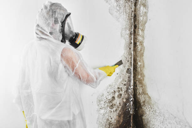 Best Residential Mold Remediation in Baldwin, FL
