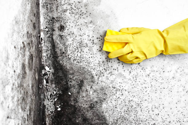 Best Emergency Mold Remediation in Baldwin, FL