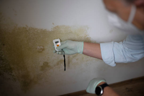 Best Health and Safety Mold Remediation in Baldwin, FL