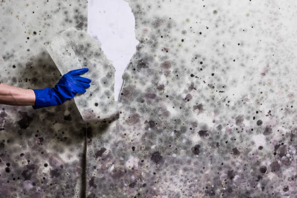 Best Insurance-Related Mold Remediation in Baldwin, FL