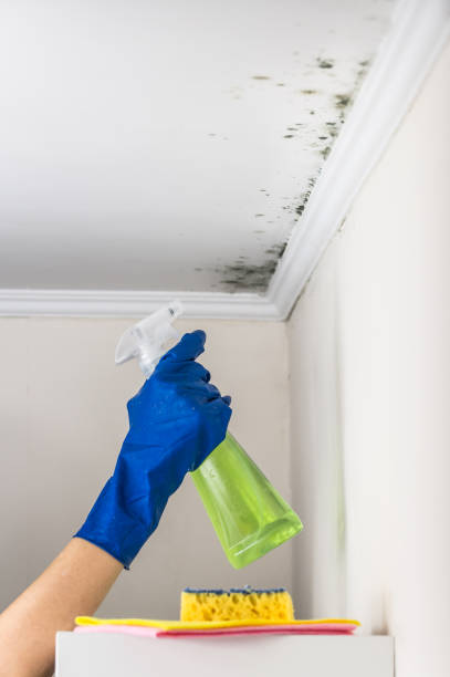 Best White Mold Remediation in Baldwin, FL